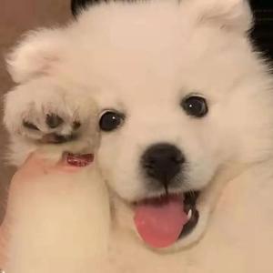 新有菜电影免费观看最新一期
