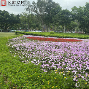 新有菜电影免费观看最新一期
